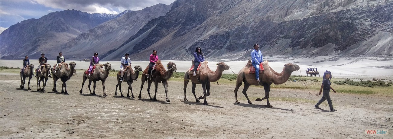 Bactrian Camel ( Nubra Valley )